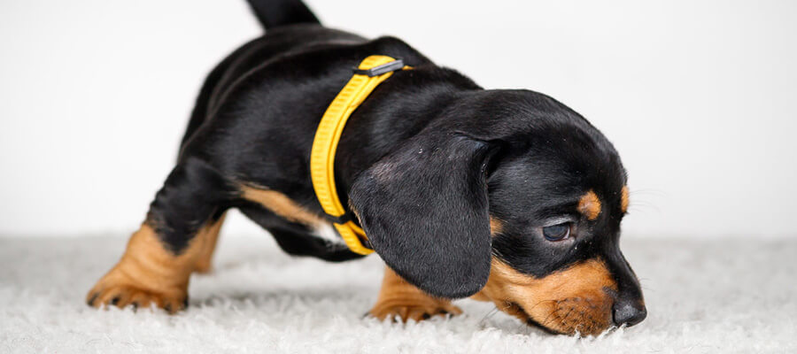 How to Choose the Right Dog Collar for Your Pup